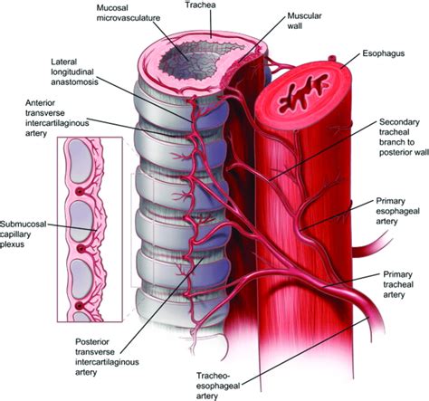 Relationship between the trachea and esophagus highlighting the... | Download Scientific Diagram