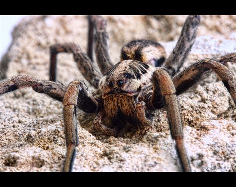 Wolf spider (Lycosa tarantula) | European Wolf Spider (Lycos… | Flickr