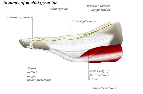 Dorsomedial Approach to MTP Joint of Great Toe - Approaches - Orthobullets