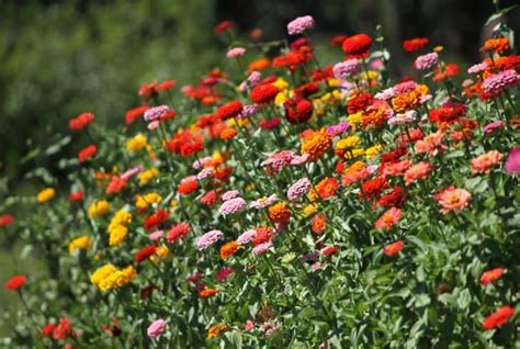 Do Zinnias Need Full Sun? (Answered) - Conserve Energy Future