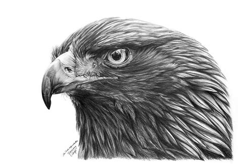 Golden Eagle Drawing