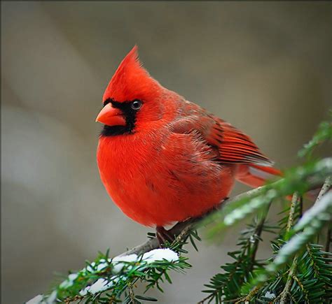 AMUSING WORLD: the sweet singing scarlet cardinal bird