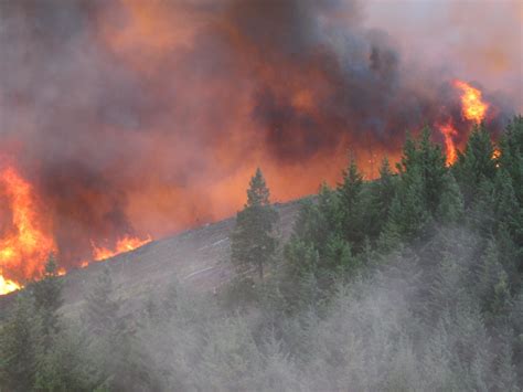 High wildfire severity risk seen in young plantation forests