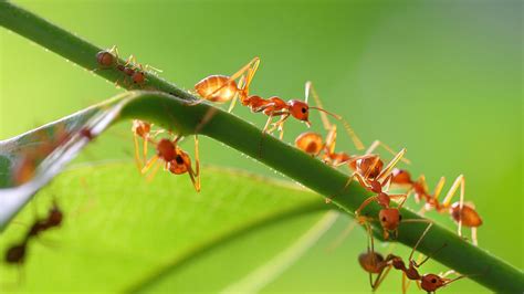 Researchers reveal that 20 quadrillion ants are crawling on the earth | Euronews