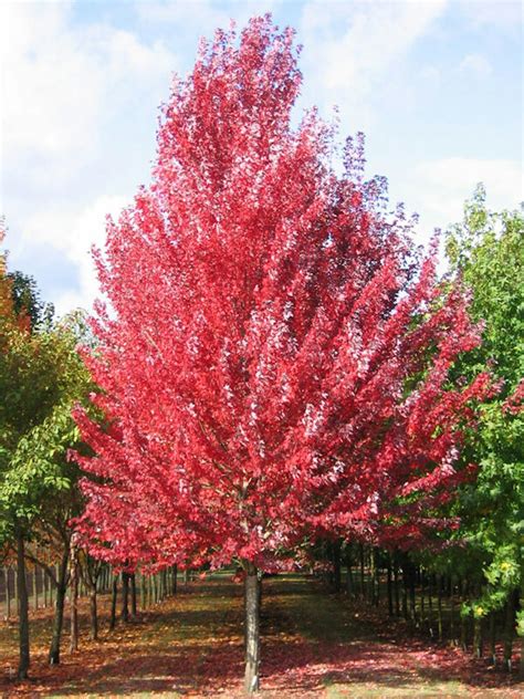 Redpointe® Shade Trees | McMakin Farms