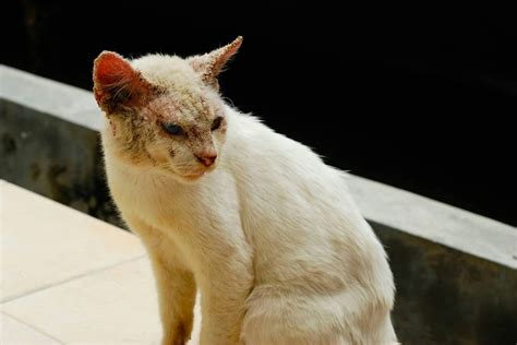 Balding in Cats - Definition, Cause, Solution, Prevention, Cost