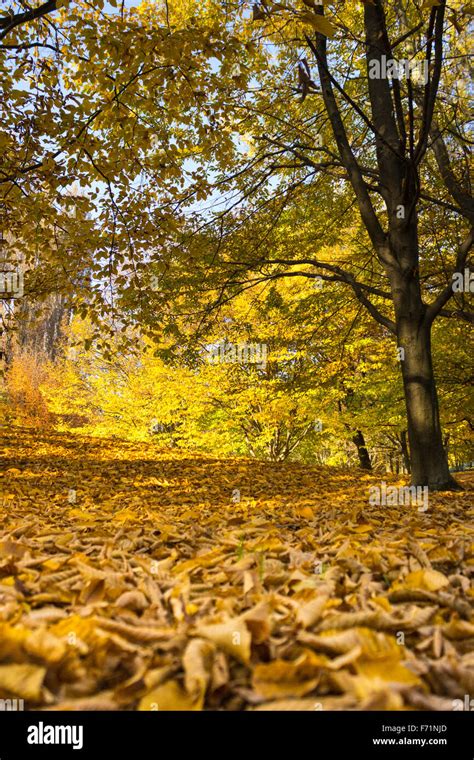 autumn leaves at urban park Stock Photo - Alamy