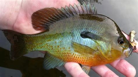 Redbreast Sunfish Lepomis auritus