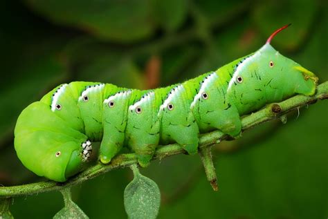 Interesting Hornworms: Beautiful Caterpillars, a Pest, and a Parasitoid Reservoir - Alabama ...