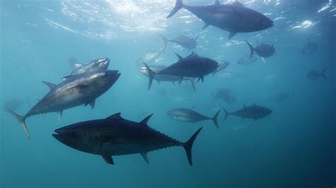 Southern Bluefin Tuna | Great Southern Reef