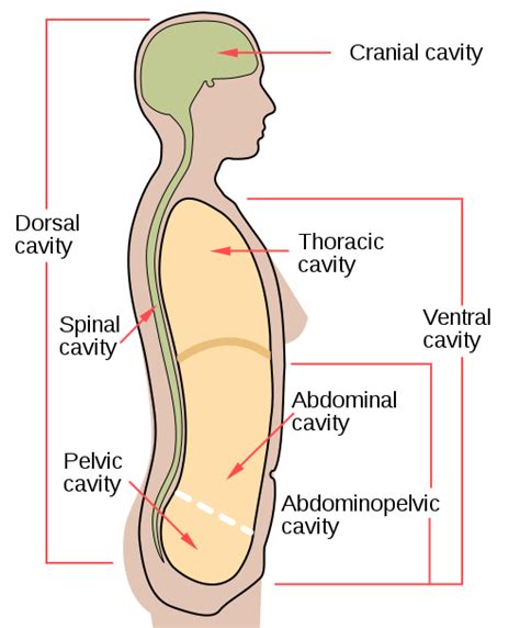 Describe the Organization of the Body Cavities - KalikruwHuffman