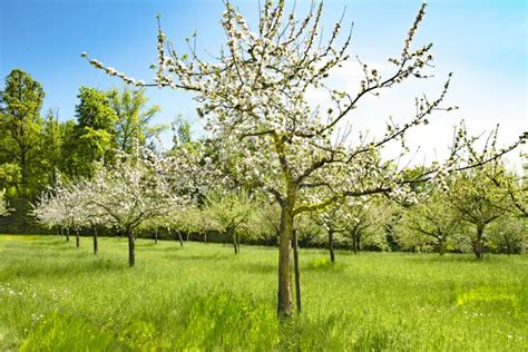 Apple Trees in Blossoms, Spring Time in Orchard with Apple Trees Stock ...