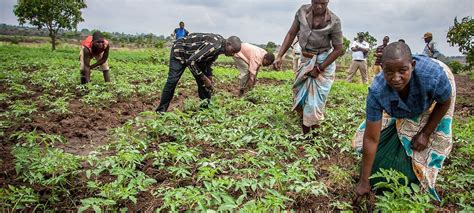 FROM THE FIELD: Malawi farmers diversify to fight climate change | UN News