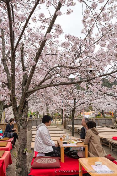 Cherry Blossom Viewing Spots in Kyoto- 6 Places to See Sakura in Kyoto