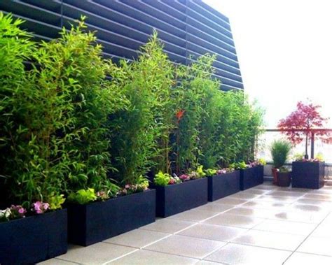 Planter des bambous dans son jardin - quelle bonne idée! | Privacy landscaping, Bamboo landscape ...