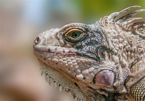 Iguana | Green iguana, tropical habitats & herbivorous diet | Britannica