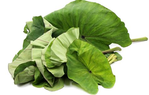 Taro Leaves Information, Recipes and Facts