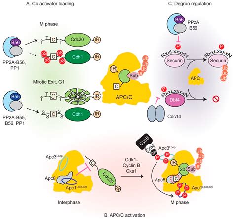 Cells | Free Full-Text | Interplay between Phosphatases and the ...