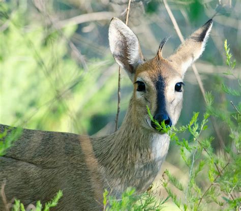 Duiker, Common - Fascinating Africa