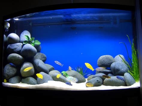 Which aquascape? *PICS* • Cichlid-Forum | Fish tank themes, Cichlid aquarium, Fish aquarium ...