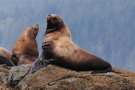 The Wildlife of Johnstone Strait | At The Water's Edge Adventures