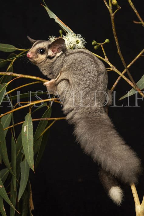 Australian Nature Photography | Australian wildlife