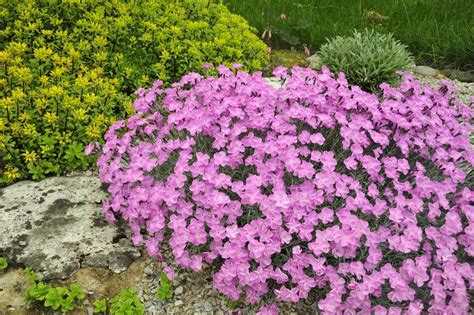 33 Best Plants for a Rock Garden