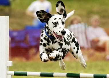 Dalmatian training tips and tricks ~ Dalmatian care and training