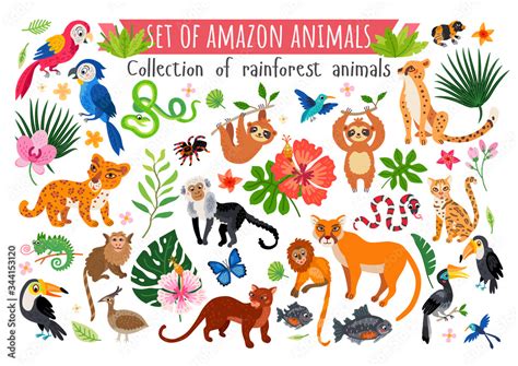 An Amazon rainforest jungle animals set. Vector Stock Vector | Adobe Stock