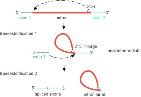 Splicing of group II introns