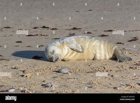 Grey Seals hauled out during the breeding season, North Norfolk beaches Stock Photo - Alamy