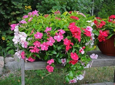 Catharanthus roseus Flower seeds | Etsy