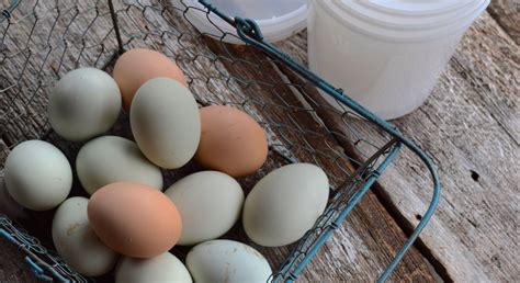 The BEST Way to Freeze Eggs! - Whole-Fed Homestead