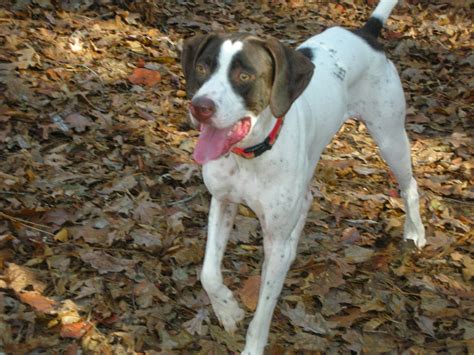 Rules of the Jungle: The English pointer puppies