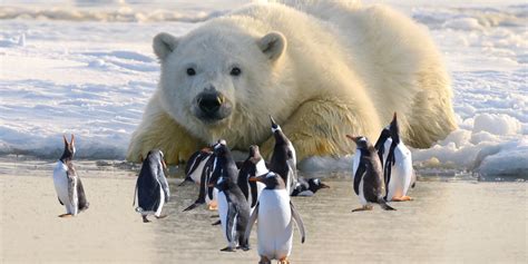 Do Polar Bears Eat Penguins? - ArcticLook