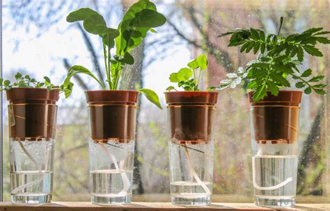 DIY Hydroponic Gardening - Molly Green