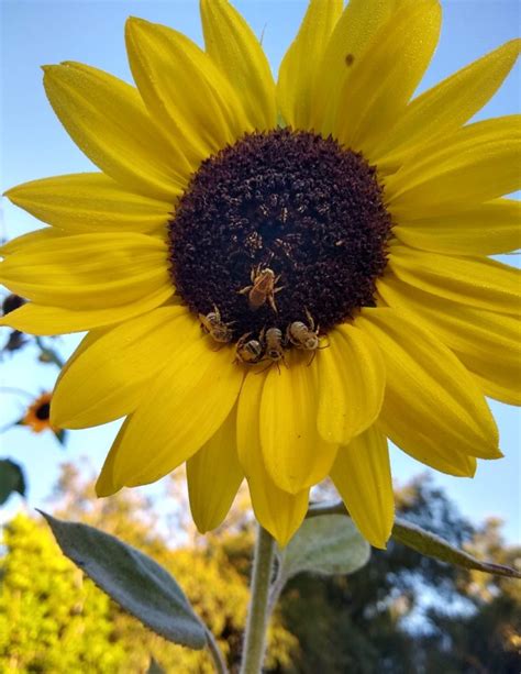 Growing sunflowers in Southern California - Greg Alder's Yard Posts: Southern California food ...