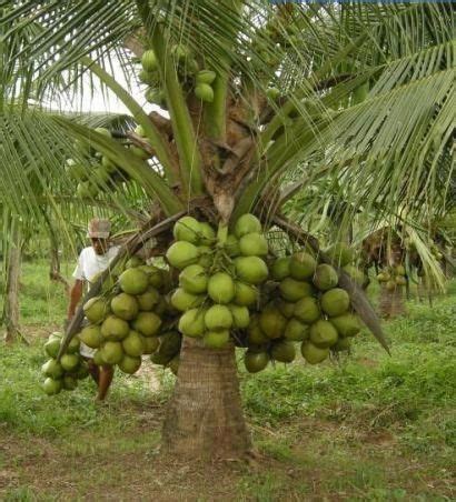 THENGA KOLA | Kuruvady | Fruit bearing trees, Fruit garden, Plants