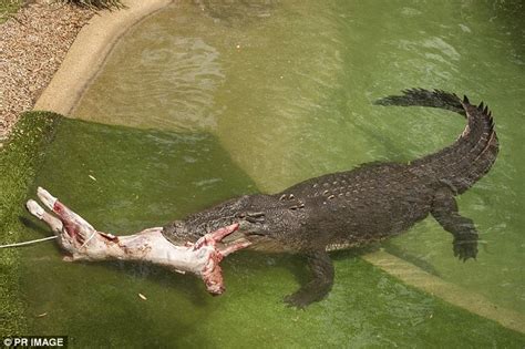 Crankiest crocodile in Australia celebrates 49th birthday by death rolling a lamb carcass ...