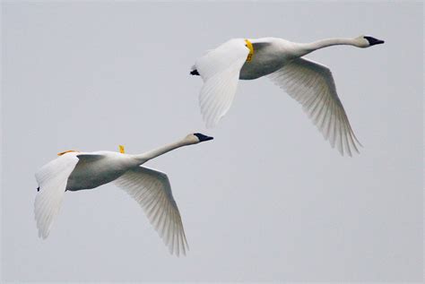 Trumpeter Swans in Flight | A pair of Trumpeter Swans flying… | Flickr