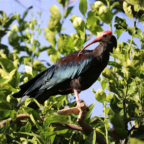 Bald Ibises Preening in the Trees | Reid Park Zoo