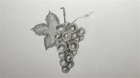 How to draw grapes for Beginners - YouTube