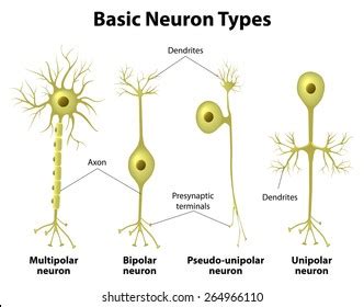 Multipolar Neuron Diagram Labeled - musicforruby