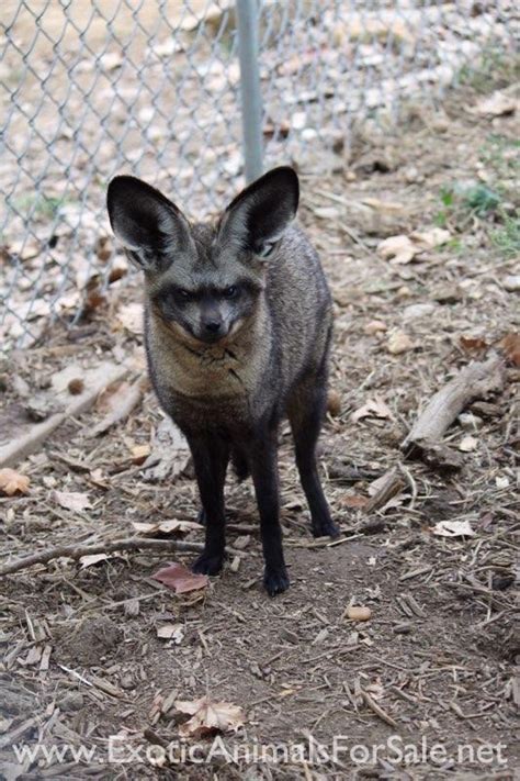 Bat-eared & Fennec Fox Breeding Pairs for Sale