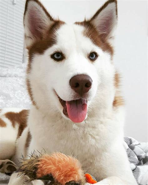 Types of huskies - huskies are the best dogs ever #SiberianHusky #BestDogBreeds | Perro husky ...