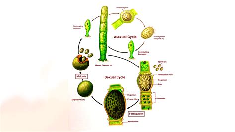 Oedogonium Diagram