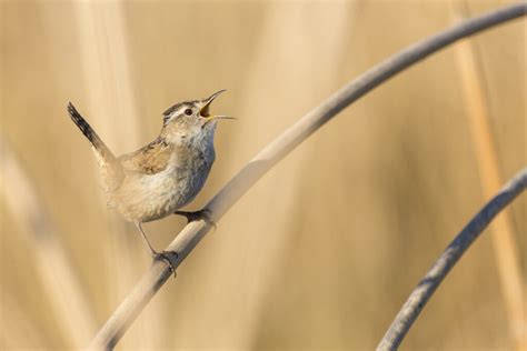 7 Wrens in Arkansas: Appearance, Habits, and Habitats