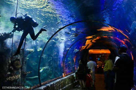 Shark Reef Aquarium at Mandalay Bay Las Vegas NV