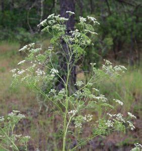 Poison Hemlock: How to Identify and Potential Look-alikes