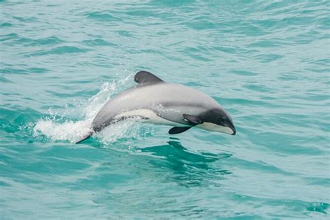 Akaroa Dolphins 〜 Harbour Nature Cruise 2024